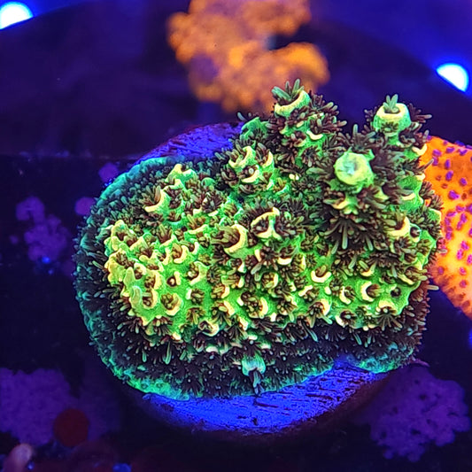 Lime Light Millie