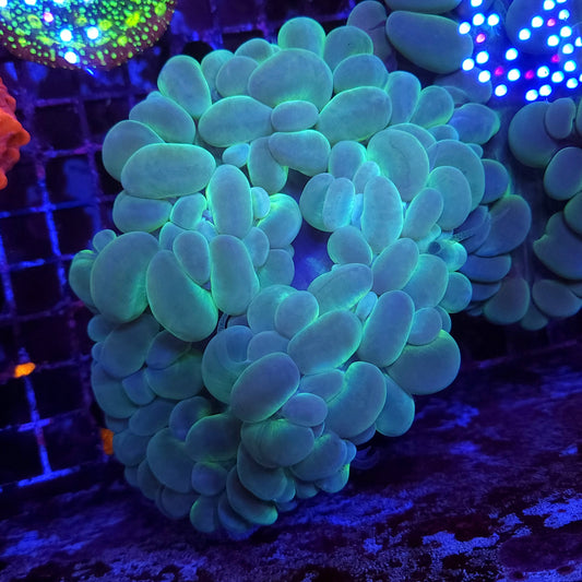 XL Bubble Coral (Video in Pics)