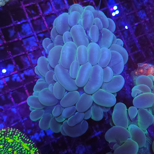 XL Bubble Coral (Video in Pics)