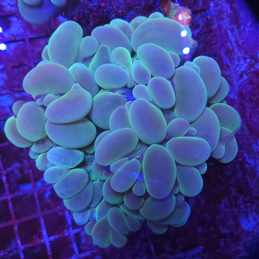 XL Bubble Coral (Video in pics)