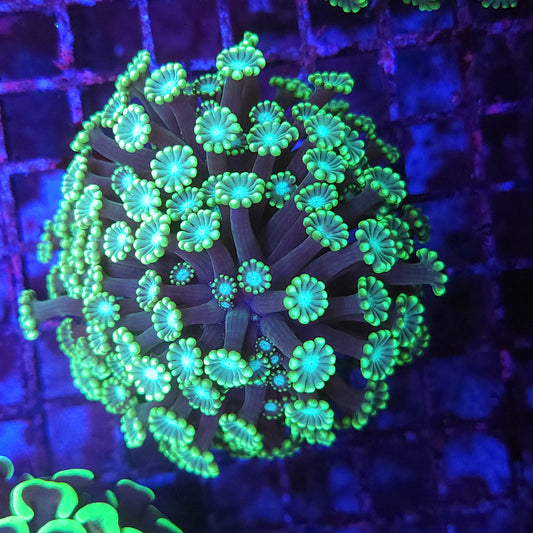 Green Branching Alveopora