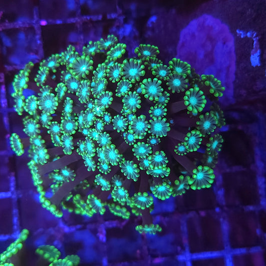 Green Branching Alveopora