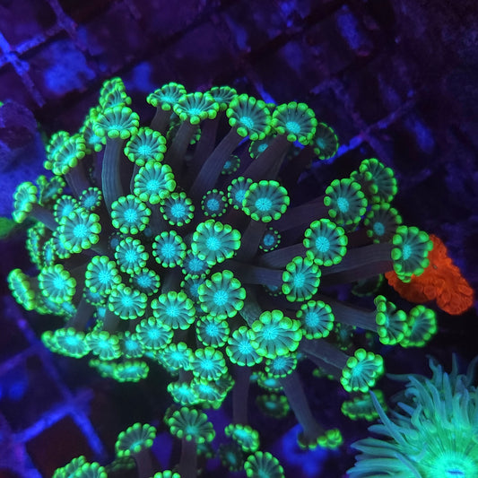 Green Branching Alveopora
