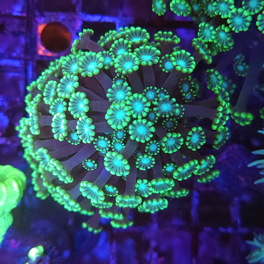 Green Branching Alveopora