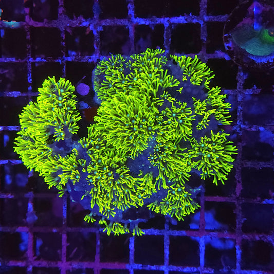 Green Star Polyp Colony