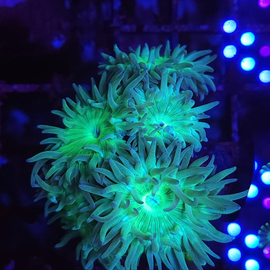 Duncan Mini Colony