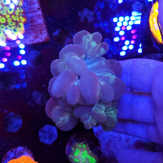 Fox Coral
