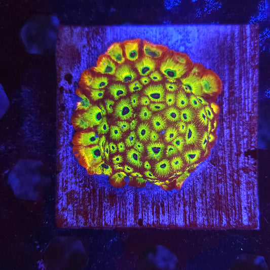 Spicy Lemon Favities Growout Tile