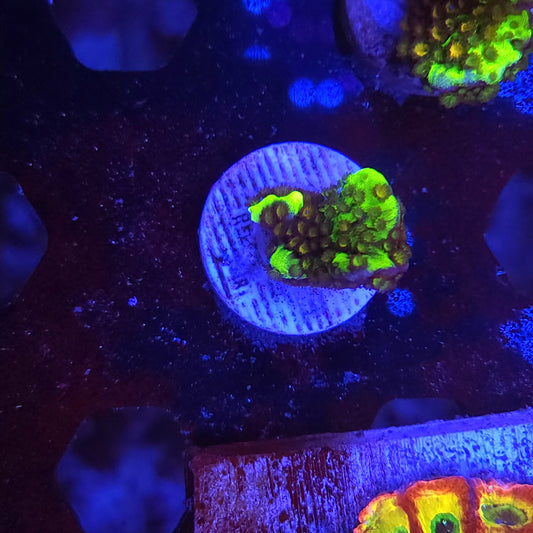 Montipora Spongodes