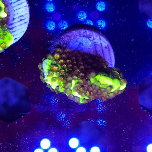 Montipora Spongodes