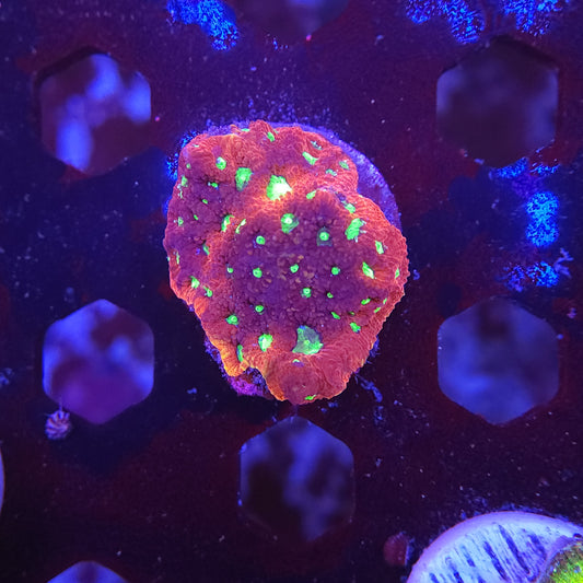 Red War Coral