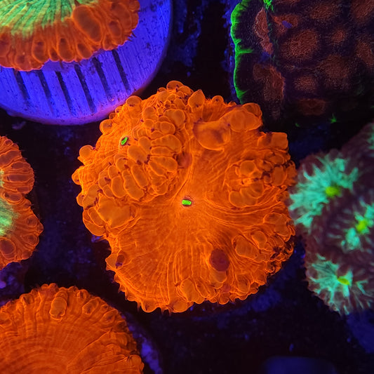 Super Bright Red Blasto Wellsi