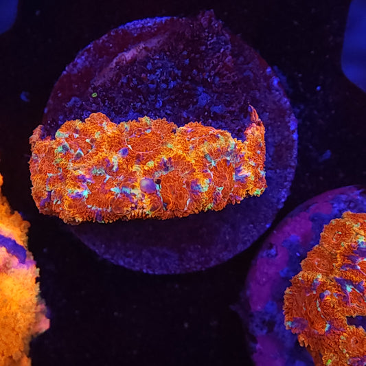 Inferno Micromussa