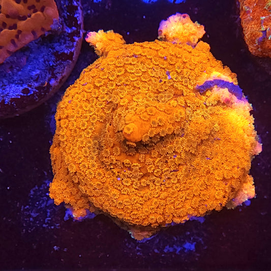 Molten Monti