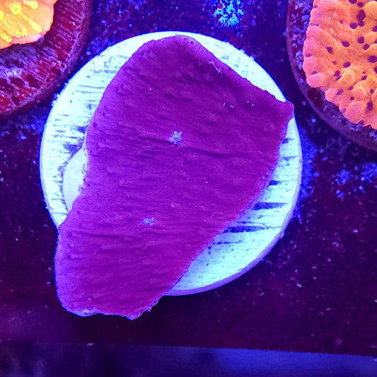 Purple Monti Cap