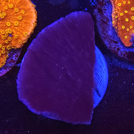 Purple Monti Cap