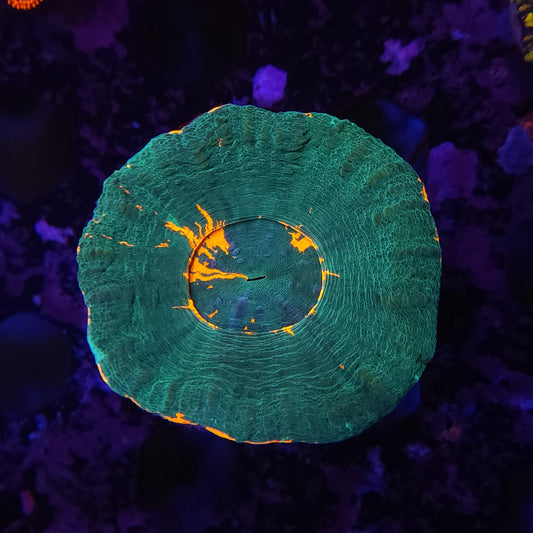 Orange Rim Scoly