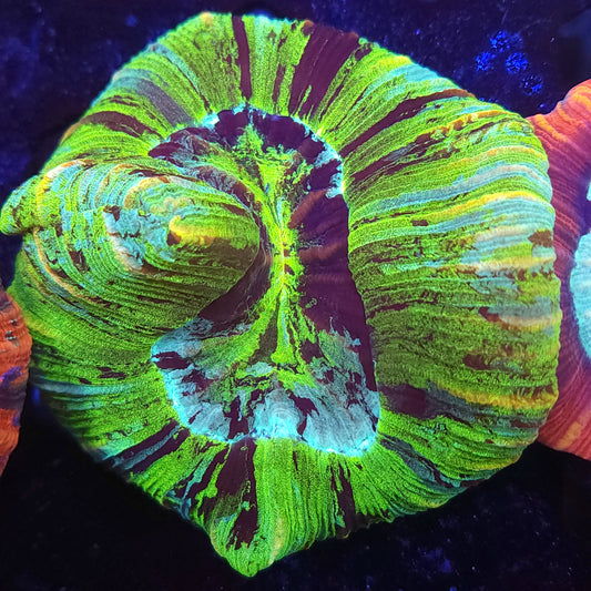 Green Rainbow Trachy (Video in pics)