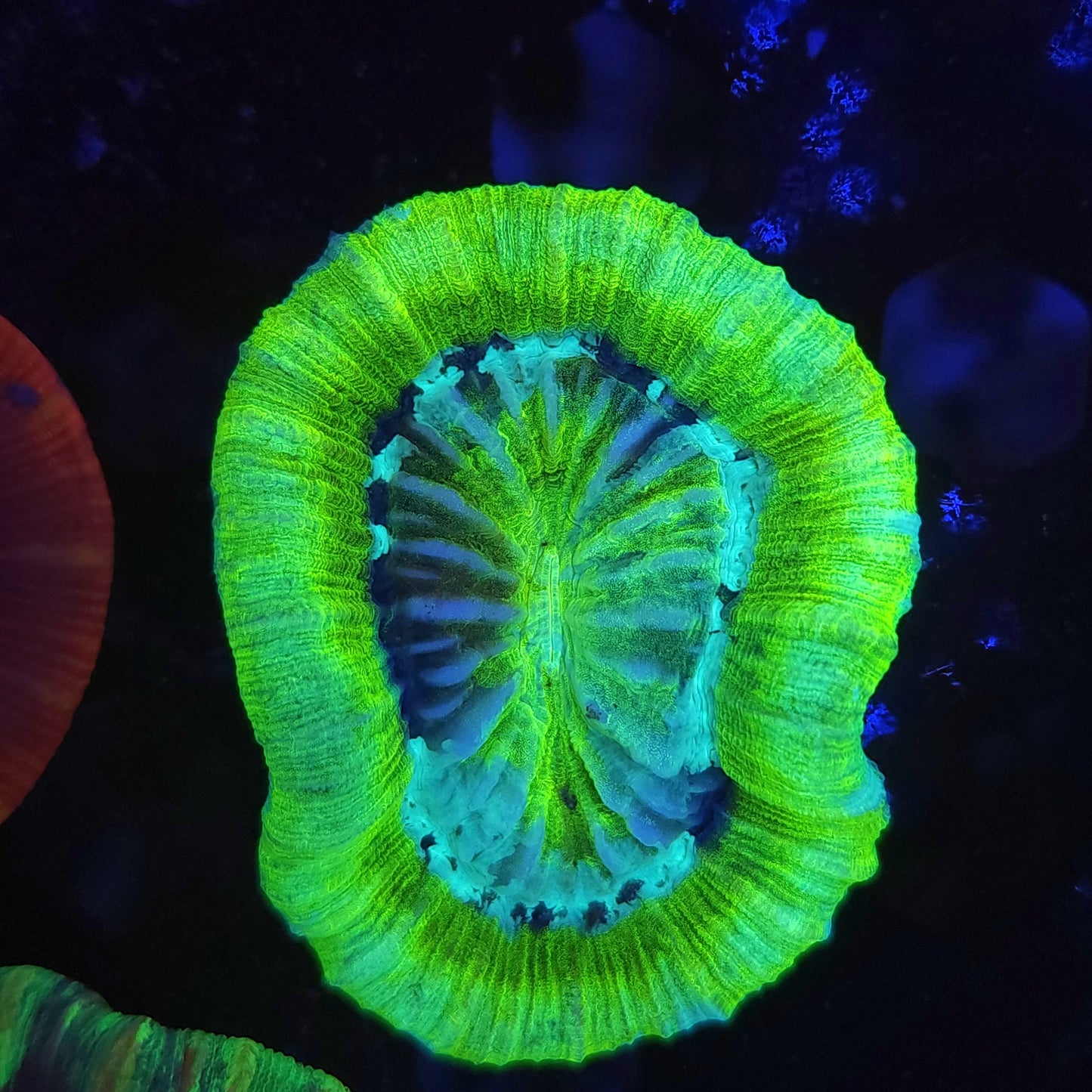 Lemon Lime Trachy