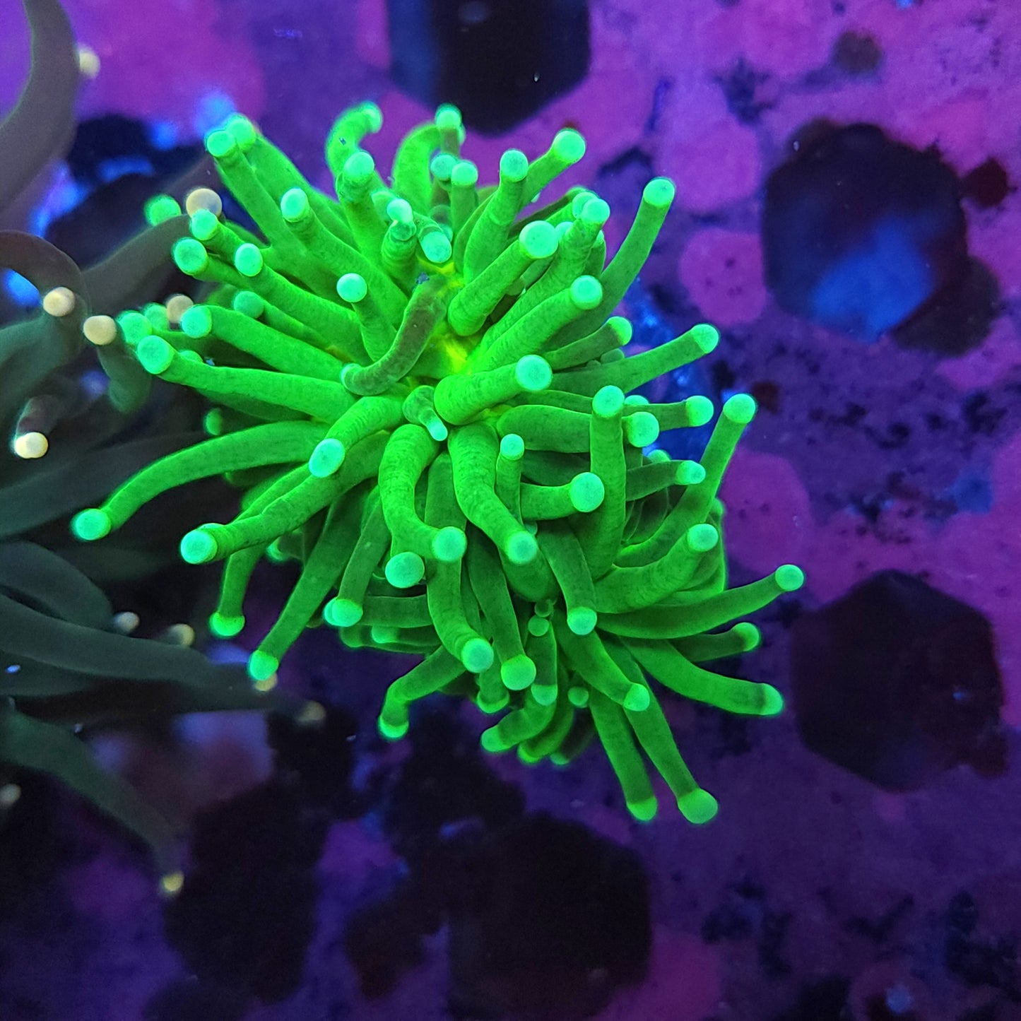 Mean Green Torch (Video in pics)