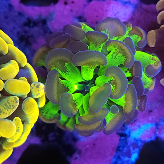 Toxic Gold Splatter Hammer