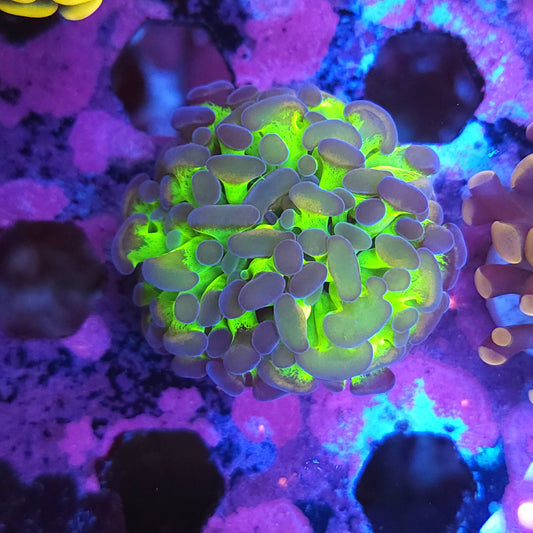 Toxic Gold Splatter Hammer
