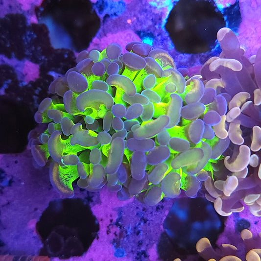 Toxic Gold Splatter Hammer