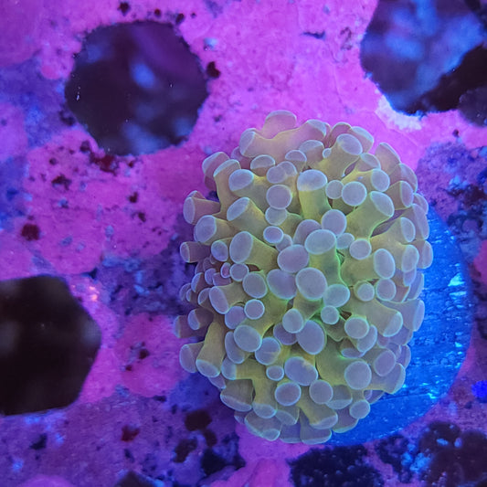 Iridescent Gold Euphyllia Hybrid