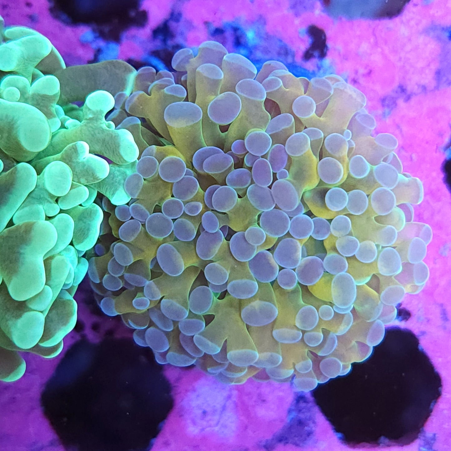Iridescent Gold Euphyllia Hybrid