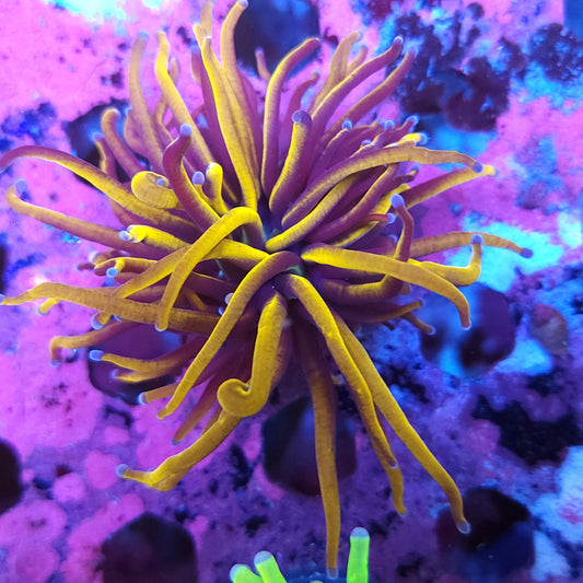 24K Gold Torch (Video in pics)