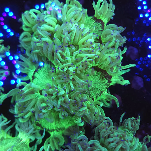 Bright Indo Elegance (Video in pics)