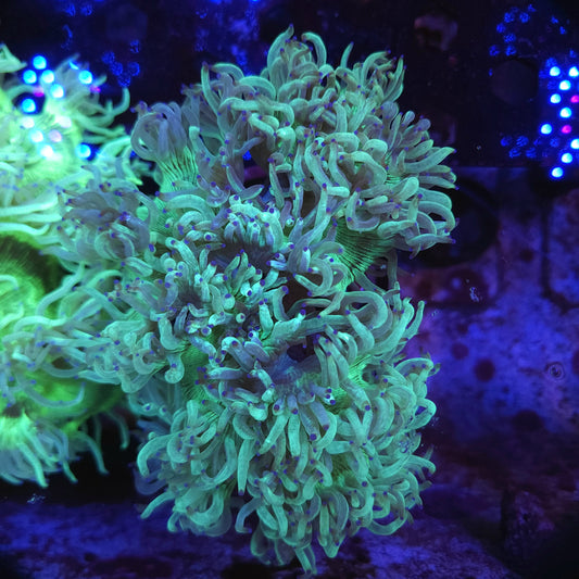Bright Indo Elegance (Video in pics)