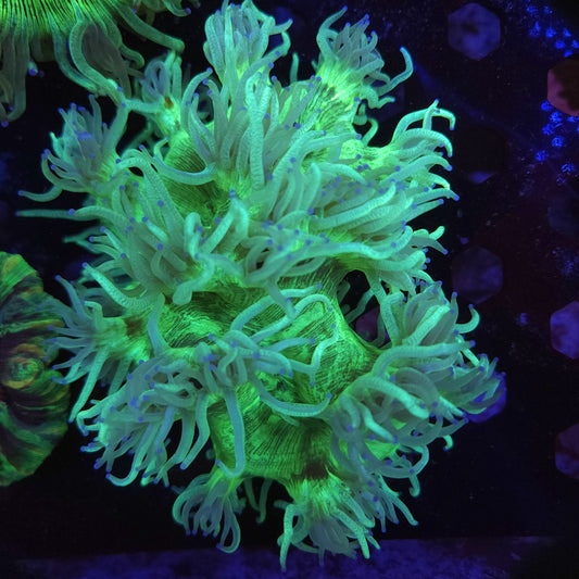 Bright Indo Elegance (Video in pics)