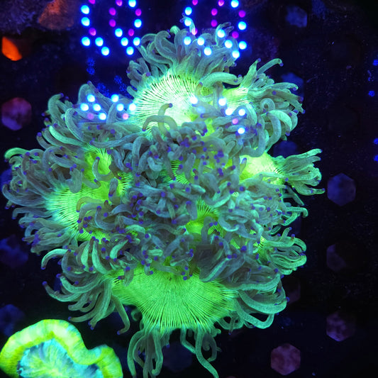 Large Bright Indo Elegance (Video in pics)