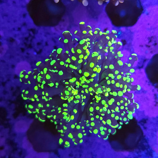 Bright Green Tip Frogspawn