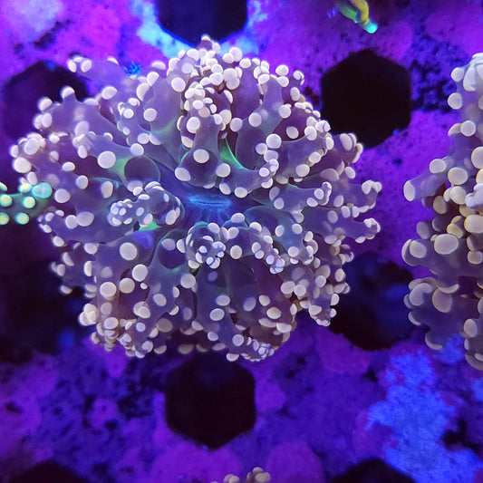 Pink and Green Frogspawn