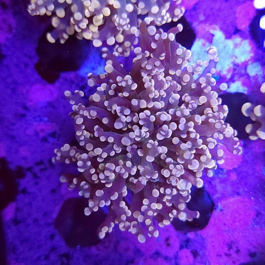 Pink Frogspawn