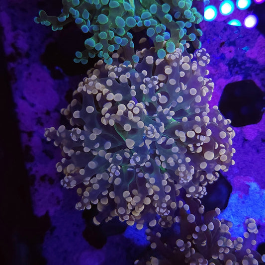 Pink and Green Frogspawn