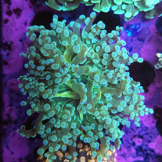 Teal Frogspawn