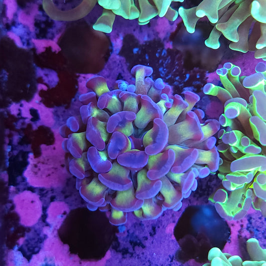 Purple Tip Hammer