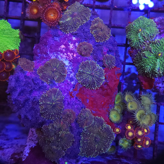 Purple Yuma Mushroom Rock