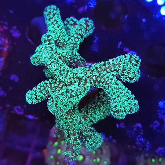 Neon Birdsnest Large Frag