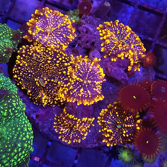 Bright King Kong Yuma Colony with Red People Eater Paly