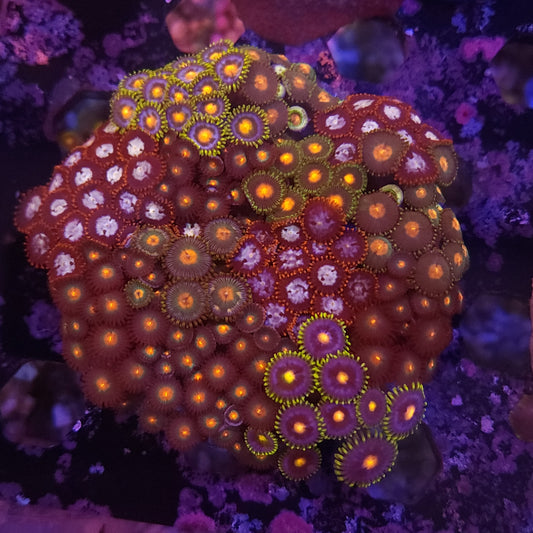 Ultra Zoa Instant Garden Plate