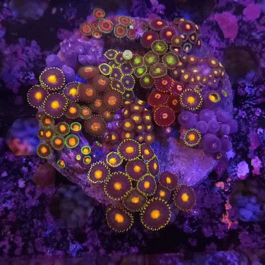 Ultra Zoa Instant Garden Plate