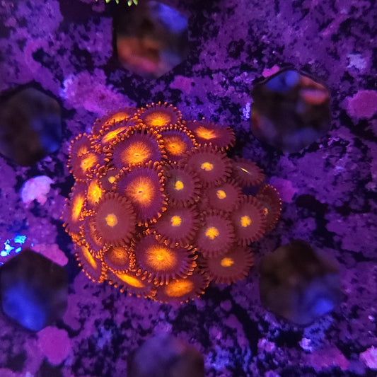 Bam Bam Zoa Mix
