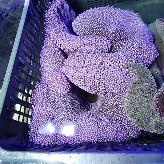 Purple Haddoni Carpet Anemone (10 inch)