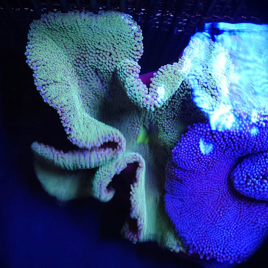 Teal Haddoni Carpet Anemone (10 inch)