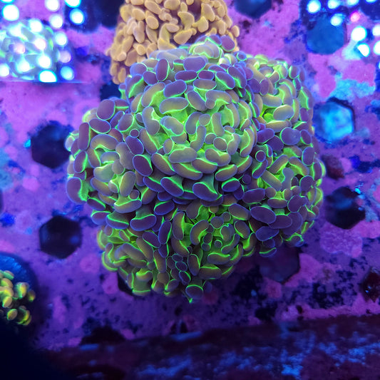 Aquacultured Hologram Hammer Colony (Video in pics)