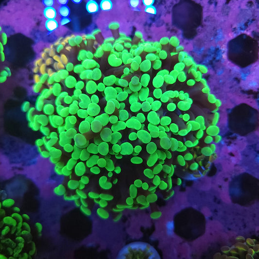 Aquacultured Neon Green Hammer Mini Colony